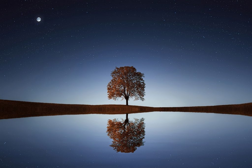 tree, lake, stars, reflection, water, nature, calm, tranquil, scene, night sky, beautiful