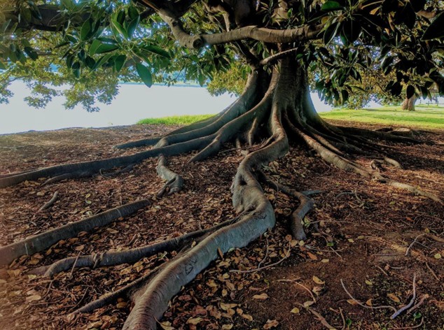 Large tree with deep exposed roots spreading through the earth, symbolizing grounding, stability, connection, and rooted presence in nature