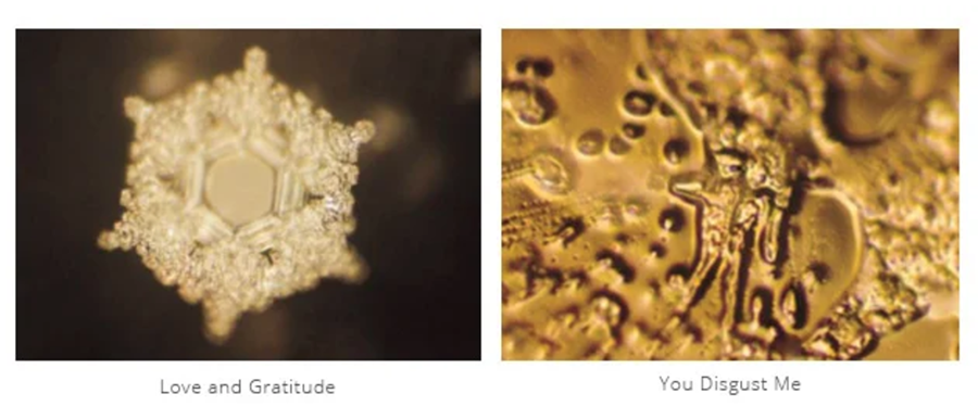 Comparison of water crystal images labeled “Love and Gratitude” and “You Disgust Me,” showing contrasting crystal formations linked to word intention.